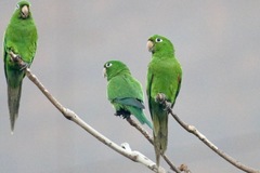 Psittacara chloropterus