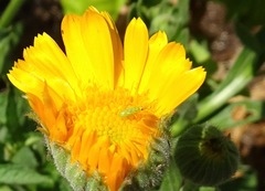 Engytatus modestus