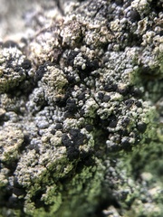 Trapeliopsis granulosa