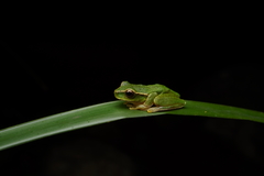 Ranoidea barringtonensis