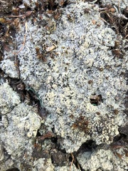 Trapeliopsis granulosa