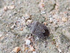 Hymenarcys nervosa