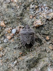 Hymenarcys nervosa