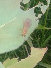 Ptecticus trivittatus