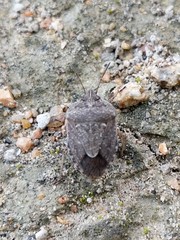 Hymenarcys nervosa