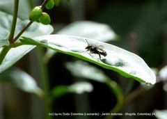 Megachile amparo