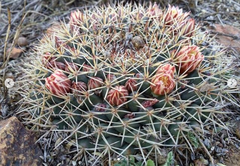 Mammillaria wagneriana
