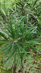 Macrozamia fawcettii