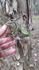 Plectorrhiza tridentata