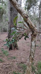 Dendrobium tetragonum melaleucaphilum