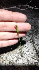 Pterostylis nigricans
