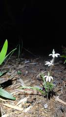 Caladenia picta