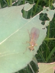 Ptecticus trivittatus