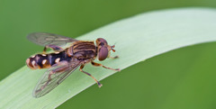 Anasimyia contracta