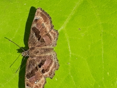 Antigonus funebris