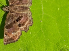 Antigonus funebris