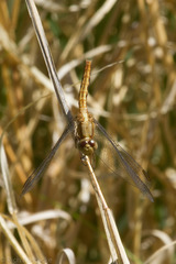 Erythrodiplax basifusca