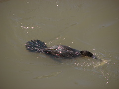Pimelodus maculatus