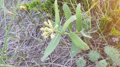 Asclepias lanuginosa