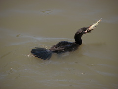 Pimelodus maculatus