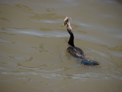 Pimelodus maculatus