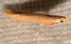 Tischeriidae
