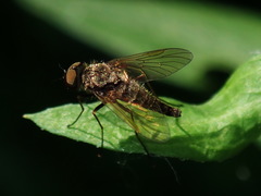 Chrysopilus proximus