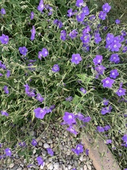 Glandora prostrata
