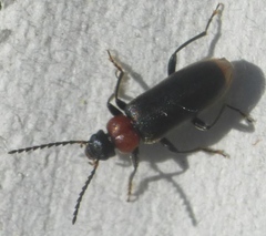 Pedilus canaliculatus