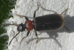 Pedilus canaliculatus