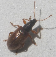 Phyllobius oblongus