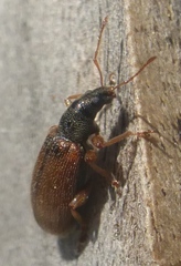 Phyllobius oblongus