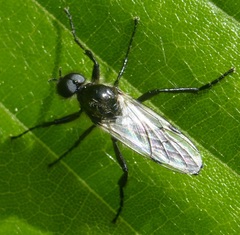Bibio albipennis
