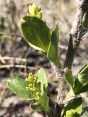 Salix setchelliana