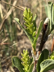 Salix setchelliana