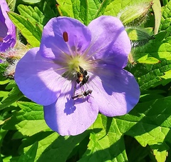 Geranium erianthum