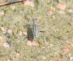 Ellipsoptera hamata