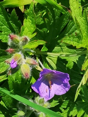 Geranium erianthum
