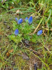 Gentiana platypetala