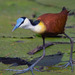 African and Madagascar Jacanas - Photo (c) Arno Meintjes, some rights reserved (CC BY-NC)
