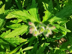 Geranium erianthum