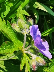 Geranium erianthum