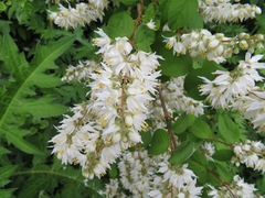 Deutzia crenata