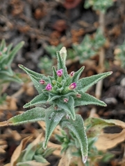 Epilobium campestre
