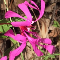 Clarkia concinna