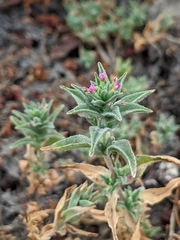 Epilobium campestre