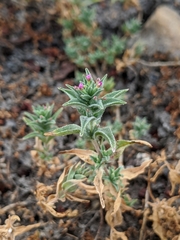 Epilobium campestre