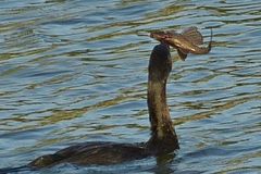 Hypostomus commersoni