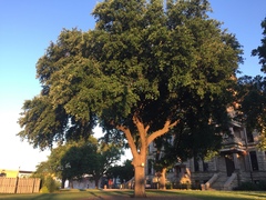 Quercus virginiana