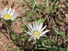 Townsendia grandiflora